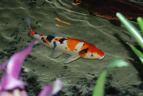 Sanke Koi Fish
